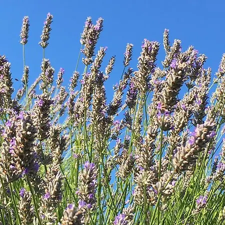 Appartement Casa Di Lavanda