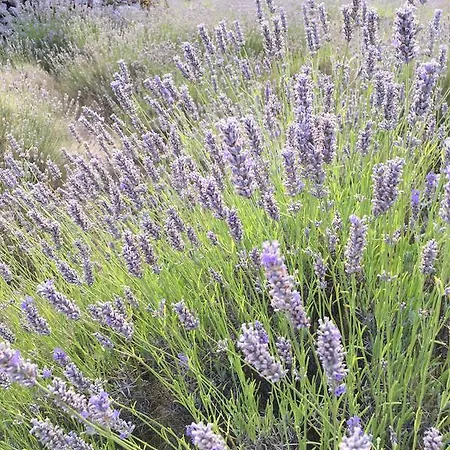 Διαμέρισμα Casa Di Lavanda Χβαρ
