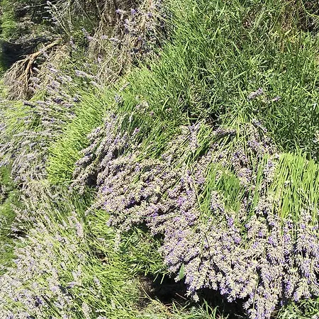Casa Di Lavanda Χβαρ