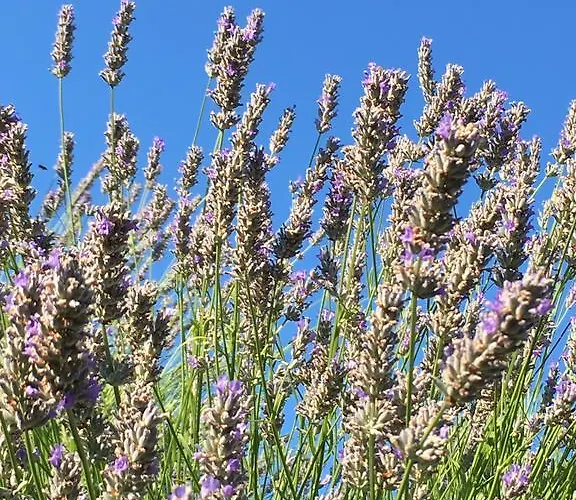 Lägenhet Casa Di Lavanda