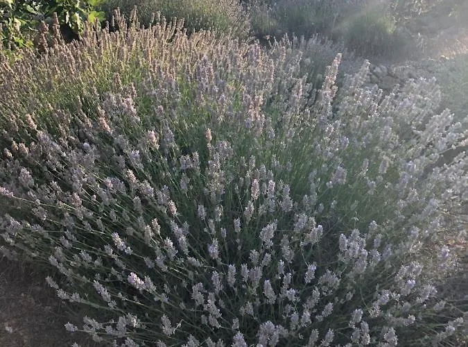 Lägenhet Casa Di Lavanda *