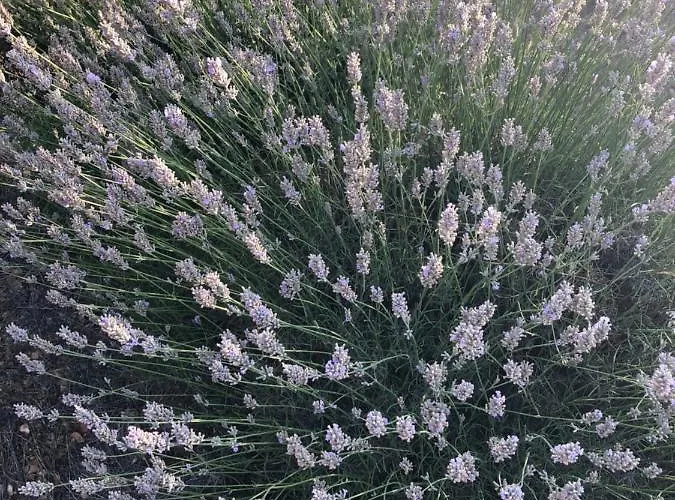 Lägenhet Casa Di Lavanda Hvar Town