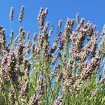 Διαμέρισμα Casa Di Lavanda