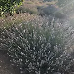 Διαμέρισμα Casa Di Lavanda *