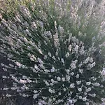 Διαμέρισμα Casa Di Lavanda Χβαρ