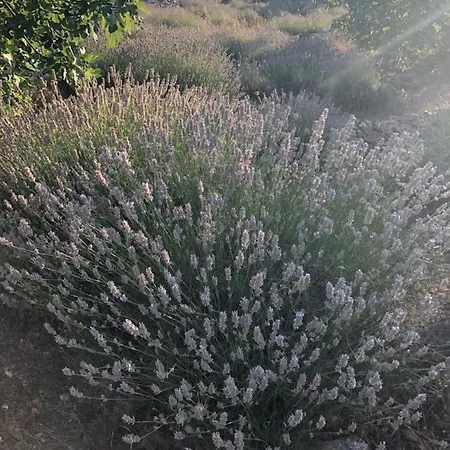 公寓 卡萨熏衣草公寓 *