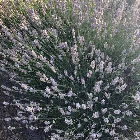 公寓 卡萨熏衣草公寓 赫瓦尔